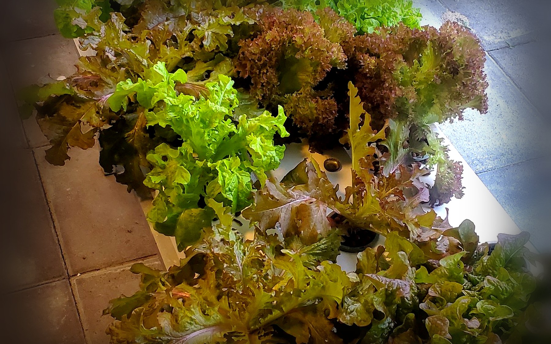 Hydroponic gully channels with leafy greens growing in rows